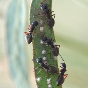 Dolichoderus scabridus at Hackett, ACT - 5 Oct 2019