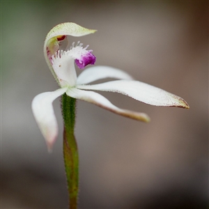 Caladenia ustulata at Point 5805 - suppressed