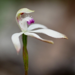 Caladenia ustulata (Brown caps) at Point 5805 - 5 Oct 2019 by David