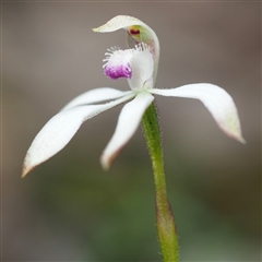 Caladenia ustulata at Undefined Area - suppressed