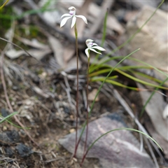 Caladenia ustulata at Point 5805 - suppressed