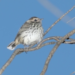 Pyrrholaemus sagittatus (Speckled Warbler) at Ainslie, ACT - 5 Oct 2019 by jb2602