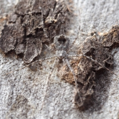 Tamopsis sp. (genus) (Two-tailed spider) at Point 5805 - 5 Oct 2019 by David