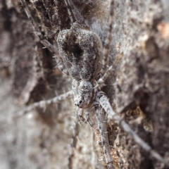 Tamopsis sp. (genus) at Hackett, ACT - 5 Oct 2019