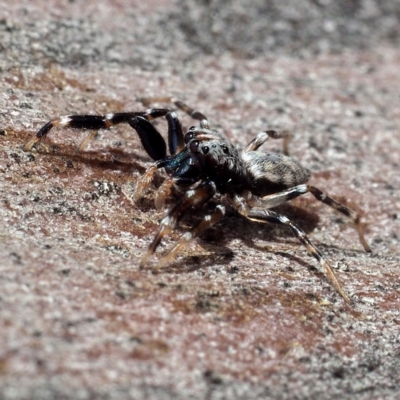 Arasia mollicoma (Flat-white Jumping Spider) at Black Mountain - 5 Oct 2019 by David