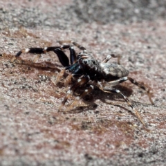 Unidentified Jumping & peacock spider (Salticidae) (TBC) at Hackett, ACT - 5 Oct 2019 by David