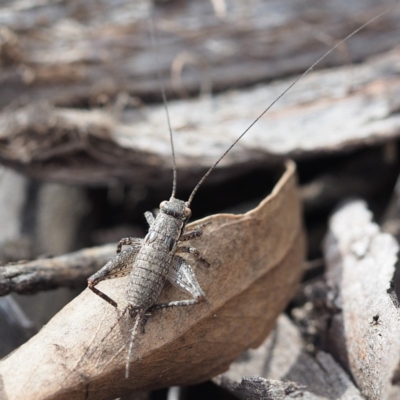 Eurepa marginipennis (Mottled bush cricket) at Hackett, ACT - 5 Oct 2019 by David