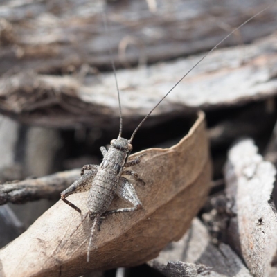 Eurepa marginipennis (Mottled bush cricket) at Black Mountain - 5 Oct 2019 by David