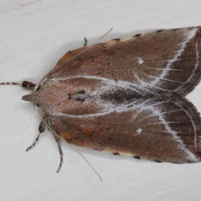 Arachnographa micrastrella (A concealer moth) at Ainslie, ACT - 4 Oct 2019 by jb2602