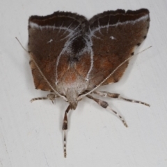 Arachnographa micrastrella at Ainslie, ACT - 4 Oct 2019