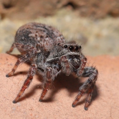 Servaea sp. (genus) (Unidentified Servaea jumping spider) at Evatt, ACT - 4 Oct 2019 by TimL