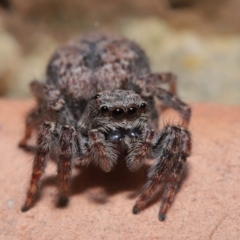 Servaea sp. (genus) at Evatt, ACT - 4 Oct 2019 04:20 PM