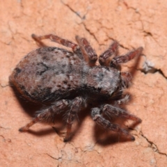 Servaea sp. (genus) at Evatt, ACT - 4 Oct 2019 04:20 PM