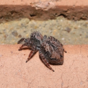 Servaea sp. (genus) at Evatt, ACT - 4 Oct 2019 04:20 PM