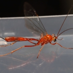 Netelia sp. (genus) (An Ichneumon wasp) at Evatt, ACT - 5 Oct 2019 by TimL