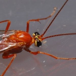 Netelia sp. (genus) at Evatt, ACT - 5 Oct 2019