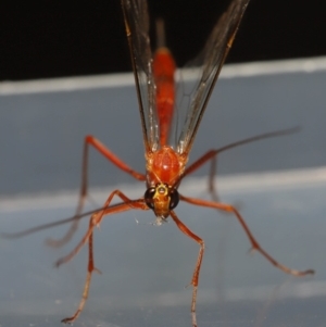 Netelia sp. (genus) at Evatt, ACT - 5 Oct 2019