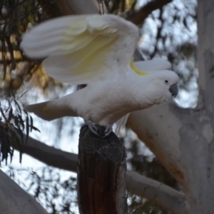 Cacatua galerita at Wamboin, NSW - 21 Jul 2019