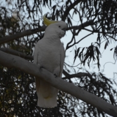 Cacatua galerita at Wamboin, NSW - 21 Jul 2019