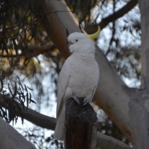 Cacatua galerita at Wamboin, NSW - 21 Jul 2019