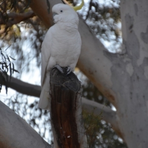 Cacatua galerita at Wamboin, NSW - 21 Jul 2019