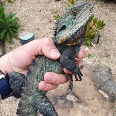 Intellagama lesueurii howittii (Gippsland Water Dragon) at ANBG - 4 Oct 2019 by AaronClausen