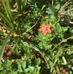 Lysimachia arvensis (Scarlet Pimpernel) at Majura, ACT - 4 Oct 2019 by JaneR