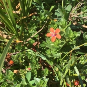 Lysimachia arvensis at Majura, ACT - 4 Oct 2019 12:04 PM