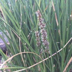 Carex appressa (Tall Sedge) at Mount Ainslie - 5 Oct 2019 by JaneR