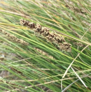 Carex appressa at Majura, ACT - 5 Oct 2019