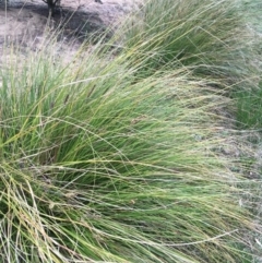 Carex appressa at Majura, ACT - 5 Oct 2019 04:17 PM