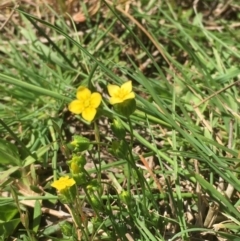 Cicendia quadrangularis (Oregon Timwort) at Majura, ACT - 5 Oct 2019 by JaneR