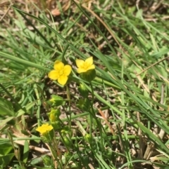 Cicendia quadrangularis (Oregon Timwort) at Majura, ACT - 5 Oct 2019 by JaneR