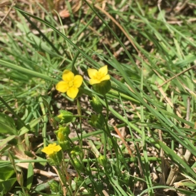 Cicendia quadrangularis (Oregon Timwort) at Mount Ainslie - 5 Oct 2019 by JaneR