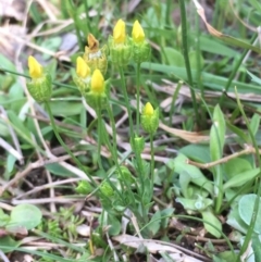 Cicendia quadrangularis at Majura, ACT - 5 Oct 2019