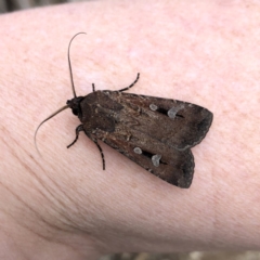 Agrotis infusa (Bogong Moth, Common Cutworm) at QPRC LGA - 5 Oct 2019 by Wandiyali