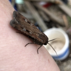 Agrotis infusa at Googong, NSW - 5 Oct 2019 01:12 PM