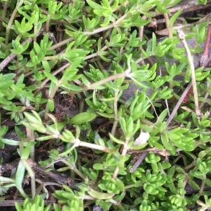 Crassula helmsii at Majura, ACT - 4 Oct 2019 11:49 AM