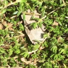 Crassula helmsii at Majura, ACT - 4 Oct 2019