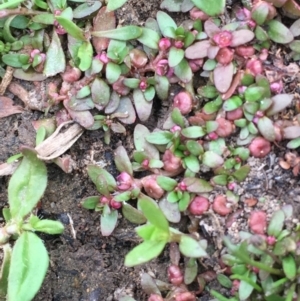 Elatine gratioloides at Majura, ACT - 4 Oct 2019 12:08 PM