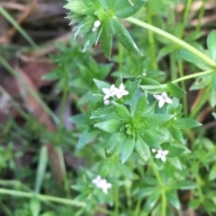 Sherardia arvensis (Field Madder) at Mount Ainslie - 5 Oct 2019 by JaneR