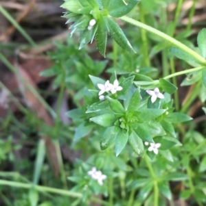 Sherardia arvensis at Majura, ACT - 5 Oct 2019