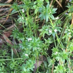 Sherardia arvensis at Majura, ACT - 5 Oct 2019 03:57 PM