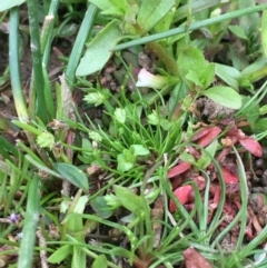 Isolepis cernua (Slender Clubrush) at Mount Ainslie - 5 Oct 2019 by JaneR