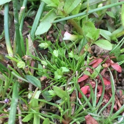 Isolepis cernua (Slender Clubrush) at Majura, ACT - 5 Oct 2019 by JaneR