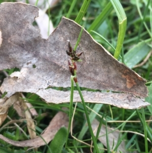 Schoenus apogon at Majura, ACT - 5 Oct 2019 04:10 PM