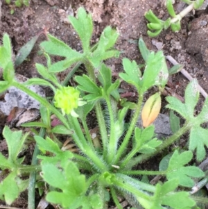 Ranunculus sessiliflorus var. sessiliflorus at Majura, ACT - 5 Oct 2019