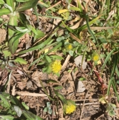 Triptilodiscus pygmaeus (Annual Daisy) at Majura, ACT - 4 Oct 2019 by JaneR