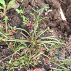 Limosella australis (Austral Mudwort) at Mount Ainslie - 5 Oct 2019 by JaneR