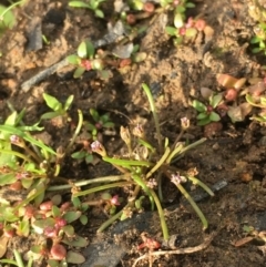 Limosella australis at Hackett, ACT - 5 Oct 2019 04:28 PM